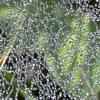 1038_dewy-web.jpg