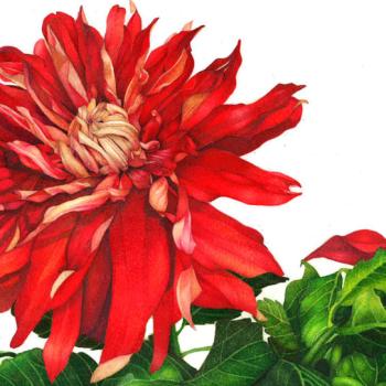 926_crimson-reverie-by-louis-boyang.jpg